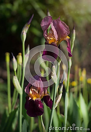 Beautiful flowers of iris. Beautiful irises on green background. Stock Photo