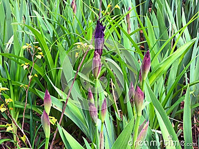 Beautiful flowers of iris. Beautiful irises on green background. Iris plant in garden bloom in spring. Stock Photo
