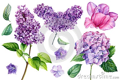 Beautiful flowers on isolated white background, watercolor illustration, tulip, hydrangea and lilac Cartoon Illustration