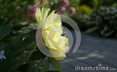 Beautiful flower of Itoh hybrids peony in the garden Stock Photo