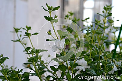 Beautiful flowers and leaves of bacopa. Balcony greening Stock Photo