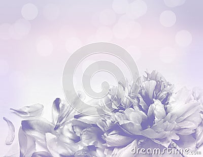 Beautiful flowers made with color filters - Abstrack background Stock Photo