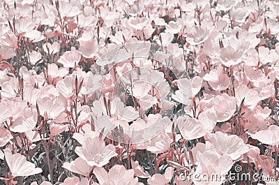 Beautiful flowers made with filters. Flower garden. - Stock Photo