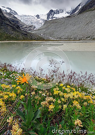 Flowers at the Moiry glacier Stock Photo