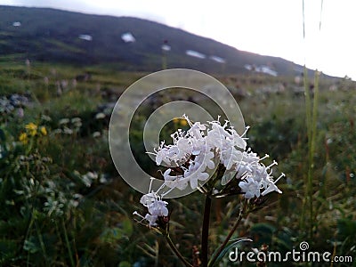 Flower on the background of the mountain Konzhakovsky stone. Stock Photo