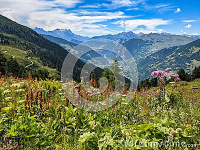 beautiful flowers in the mountains in Valais. near Verbier. Colored flowers on the alp field. High quality photo. Stock Photo