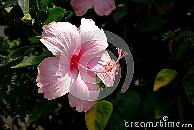 Beautiful flowers that nature creates. Stock Photo