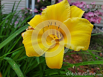 Beautiful flowers out today Stock Photo