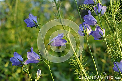 Beautiful flowers of the peach-leaved bellflower on green background. Blooming campanula persicifolia Stock Photo
