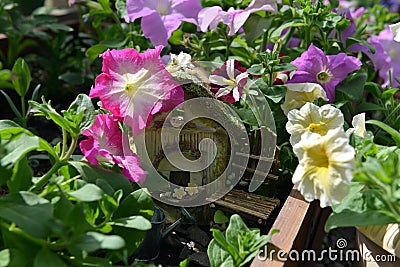 Beautiful flowers of petunia with cute doll house in greenhouse. Vintage home garden and planting objects, botanical still life Stock Photo