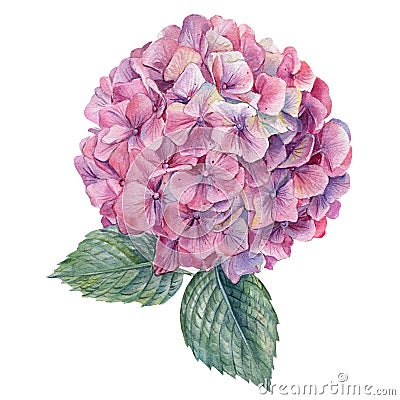 Beautiful flowers, pink hydrangeas on white background, watercolor botanical illustration, hand drawing Cartoon Illustration