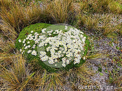 Beautiful flowers Plantago rigida, National park El Cajas, Ecuador Stock Photo