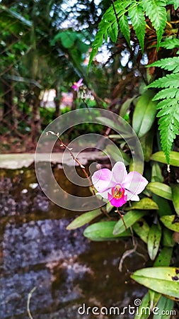 Beautiful flowers and plants at grandma& x27;s backyard house 1 Editorial Stock Photo