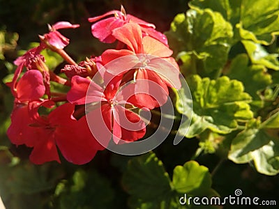 Red Beautiful flowers Stock Photo