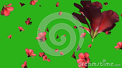 Beautiful Flowers Rain Decorative Animation Stock Footage - Video of  ornamental, decorative: 200463490