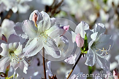 Beautiful flowers rhododendron closeup Stock Photo