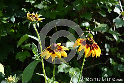 Beautiful flowers of rudbeckia with ray-like petals and a flat, dark eye center. Black-eyed Susan Stock Photo