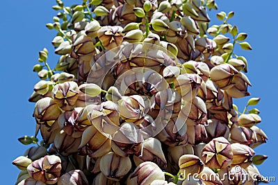 Flowers of Chaparral yucca, our Lord`s candle, Spanish bayonet, Quixote yucca or foothill yucca Stock Photo