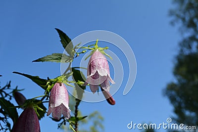 Beautiful flowers of spotted bellflower on the background of blue sky. Blooming campanula punctata Stock Photo