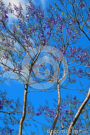 Beautiful flowers on a spring tree. Seasons in nature. Vertical shot. Stock Photo