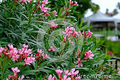 Beautiful flowers surround the Scene Cafe by the River Stock Photo