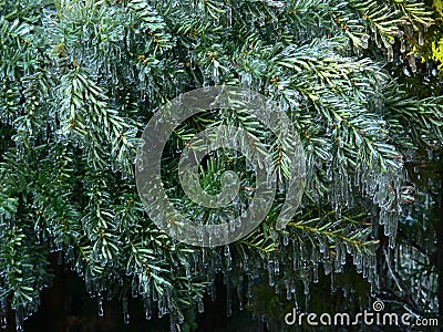 Beautiful plant surrounded by icicles. Frozen beauty. Winter's Tale. Stock Photo