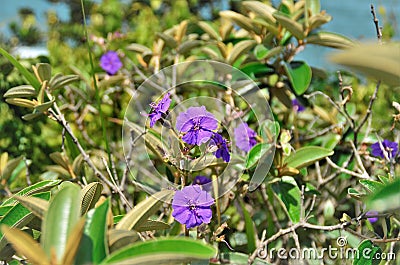 The beautiful flowers of Tibouchina granulosa in sunny day Stock Photo