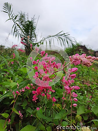 beautiful flowers are unable to resist the insects that come Stock Photo