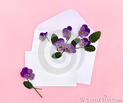 Beautiful flowers viola tricolor pansy in postal envelope and blank sheet with space for text on a pink paper background Stock Photo