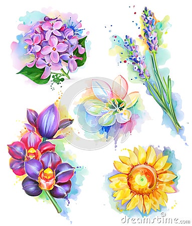 Beautiful flowers, watercolor painting Stock Photo