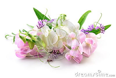 Beautiful Flowers on white background. Floral design Stock Photo