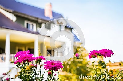 beautiful flowers in the yard with bokeh house in background , blue sky Stock Photo