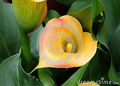 Beautiful flowers of yellow calla Captain Amigo Stock Photo