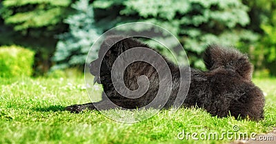 Beautiful fluffy black dog Chow lying in the summer Stock Photo