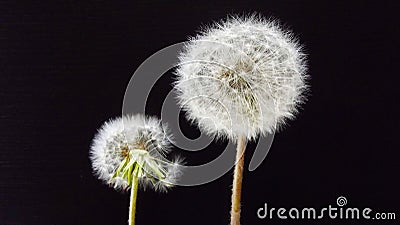 Beautiful fluffy dandelion. Stock Photo