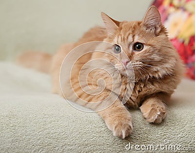 Beautiful fluffy ginger cat lying on the sofa Stock Photo