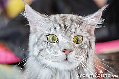 A beautiful fluffy gray pedigreed cat is surprised. Surprised animal Stock Photo