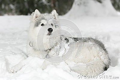 Beautiful fluffy husky puppy laying in snow. white color Stock Photo