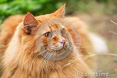 Beautiful fluffy red orange cat with insight attentive smart look portrait close up Stock Photo