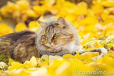 beautiful fluffy Siberian cat lying on the fallen yellow foliage, pet walking on nature in the autumn Stock Photo