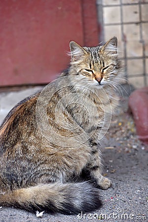 Beautiful fluffy stray cat Stock Photo