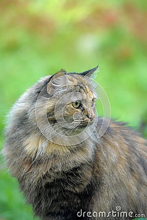 Beautiful fluffy tortoiseshell cat Stock Photo