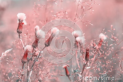 Beautiful fluffy wildflowers in the dreamy meadow. Pink pastel toned. Nature background. Greeting card template. Copy space Stock Photo