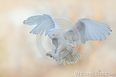 Beautiful fly of snowy owl. Snowy owl, Nyctea scandiaca, rare bird flying on the sky. Winter action scene with open wings, Finland Stock Photo