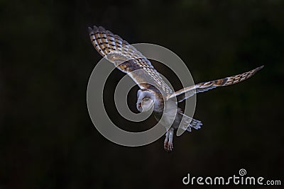 Flying Barn owl Tyto alba, hunting. Dark green background. Noord Brabant in the Netherlands. Writing space. Stock Photo