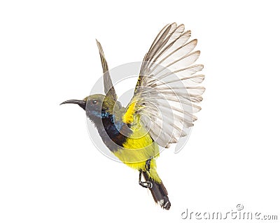 Beautiful flying Bird Olive-backed Sunbird Stock Photo