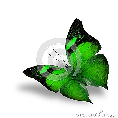 The beautiful flying green butterfly on white background Stock Photo