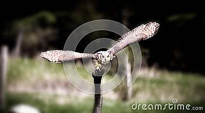 A beautiful flying grey horned owl Stock Photo