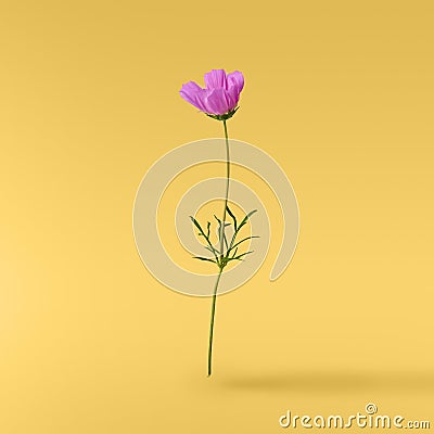 Beautiful flying pastel pink flowers Stock Photo