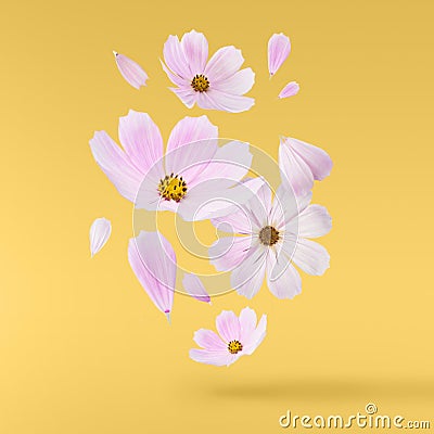 Beautiful flying pastel pink flowers Stock Photo